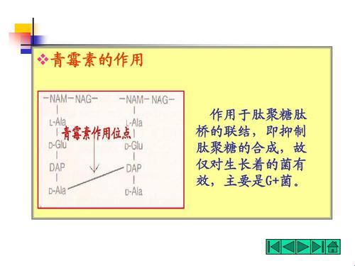 “青霉素，抗菌界的‘流氓’？”