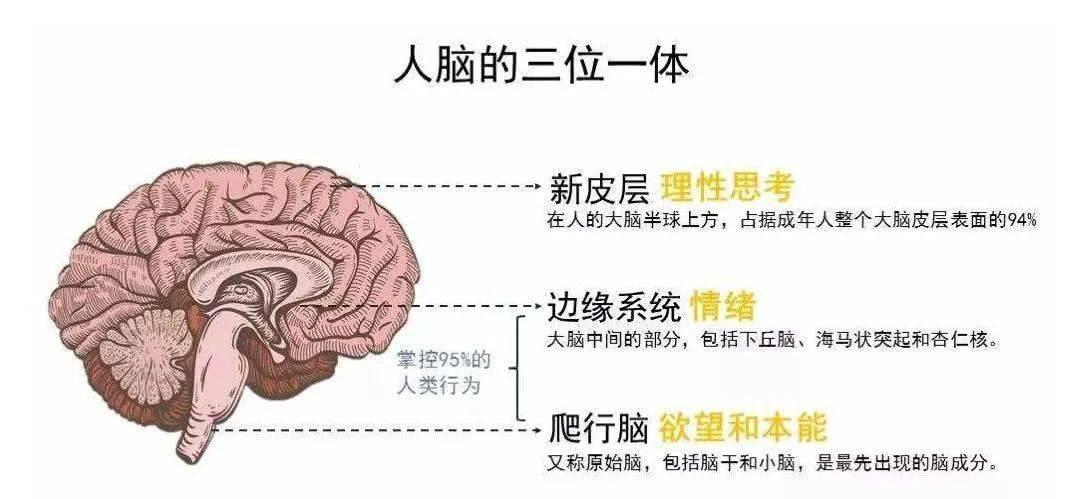 认知心理学的“三大巨头”：笑话般的存在