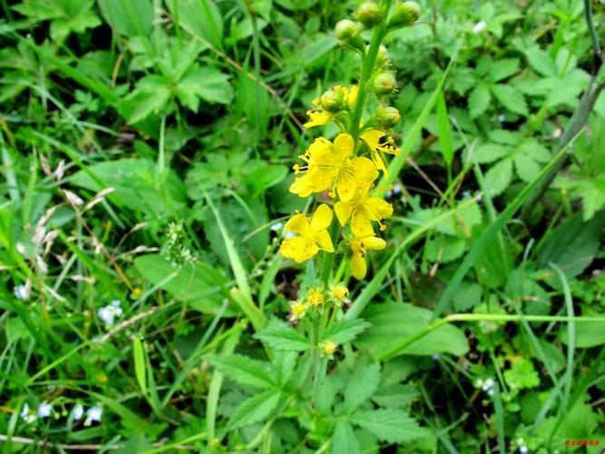 “逐风草属”：笑谈风中奇花异草