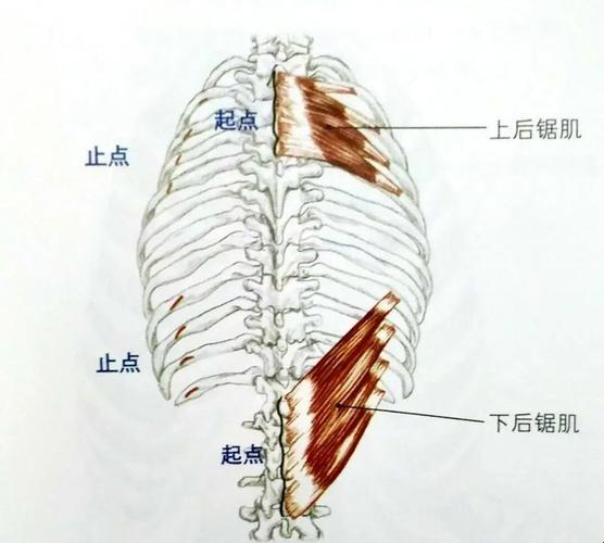 肋骨与鲨鱼肌：天差地别的奇妙对比