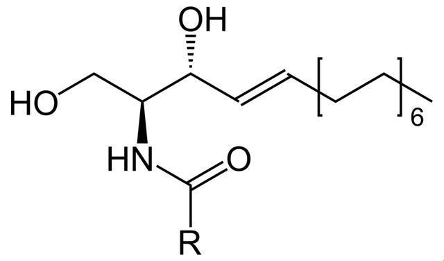 鞘磷脂：藏在细胞膜后的“神秘面纱”