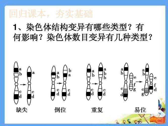 “奇形怪状染色体，笑谈生物基因谱”