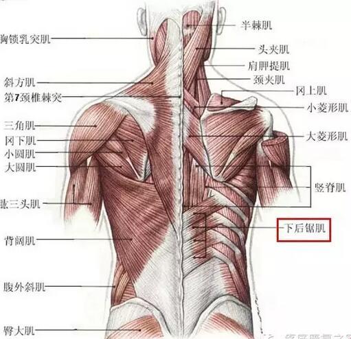 大圆肌小圆肌，笑话般的图谱