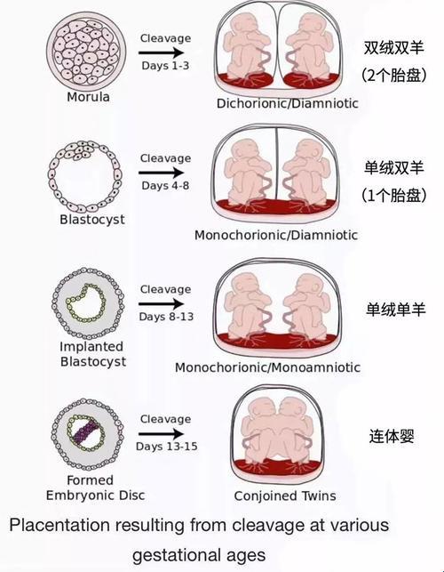 “单绒单羊”孕妇大作战：母体危害，笑中带泪的夸张“喜讯”