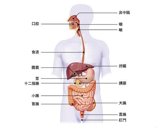 胃的位置：人体内的“黑洞”秘境探幽