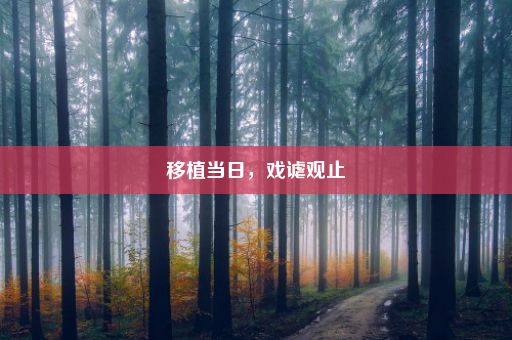 移植当日，戏谑观止