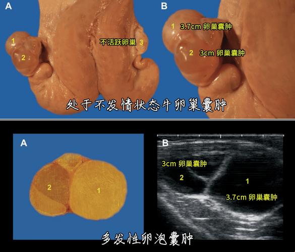 “卵巢b超多少钱一次”——一个荒诞而真实的探究