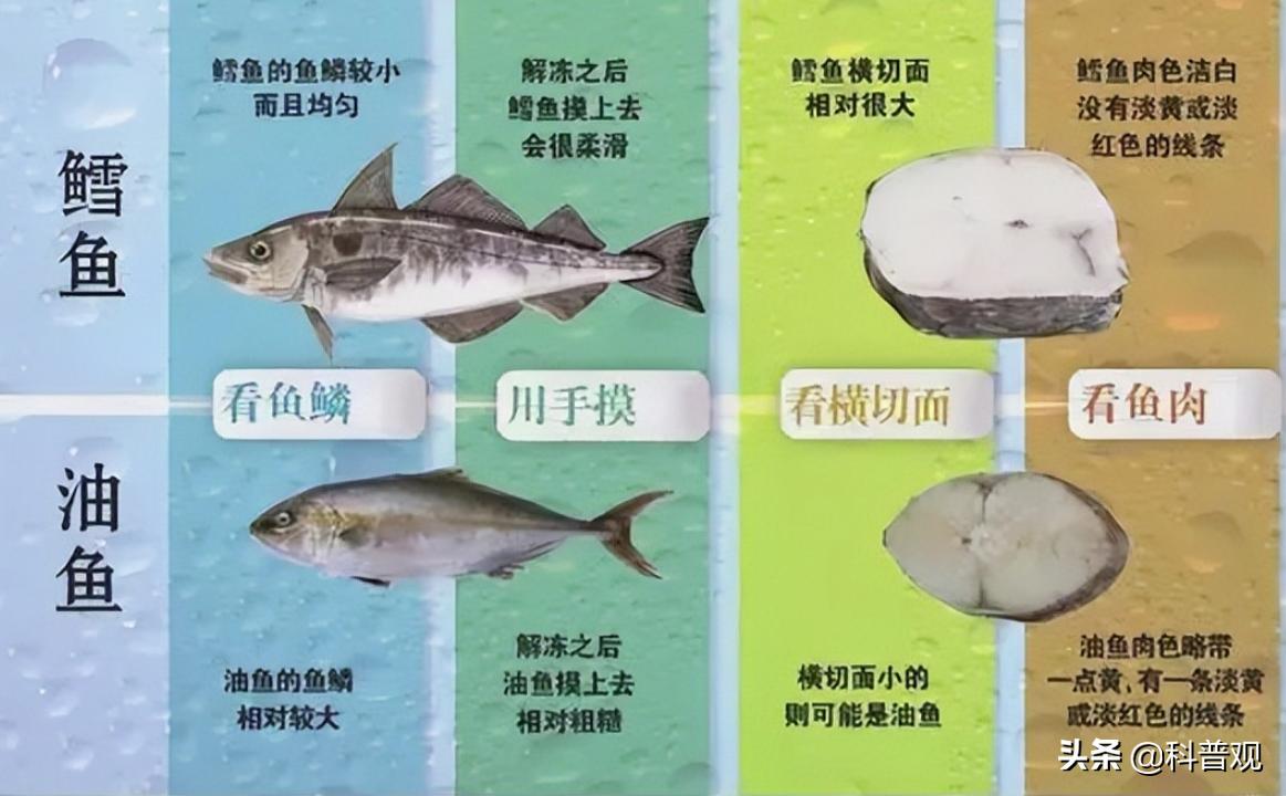 便宜鳕鱼=油鱼？笑谈中泄露的舌尖秘密