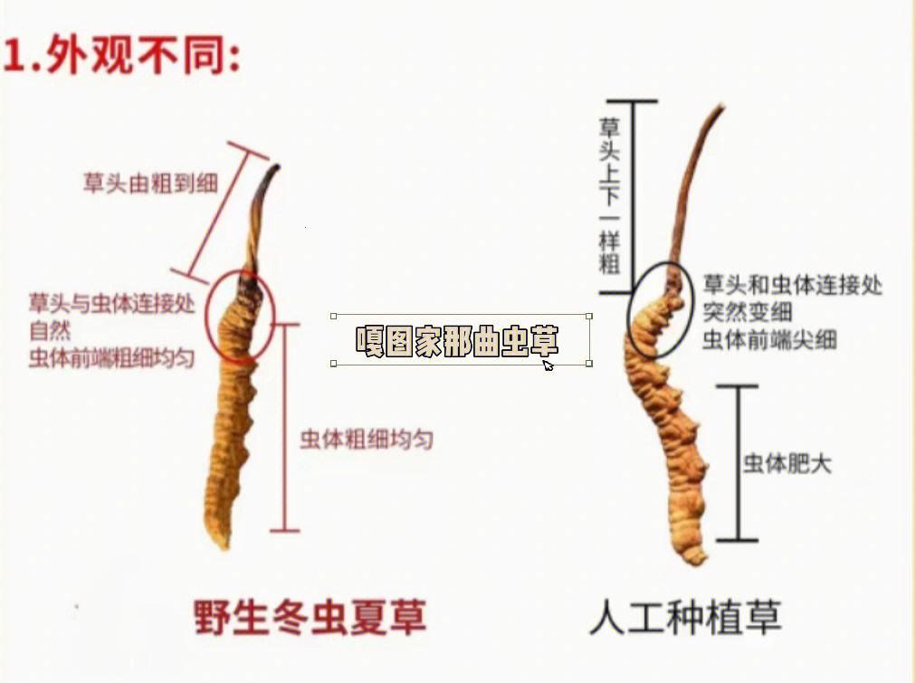 冬虫夏草，植物？动物？笑谈中揭晓！