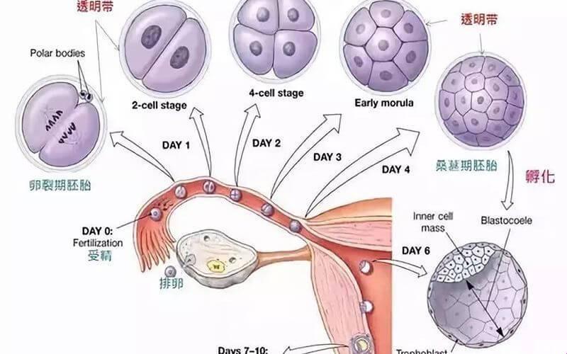 胚胎移植“大戏”上演：一出手就是“着床十日谈”！