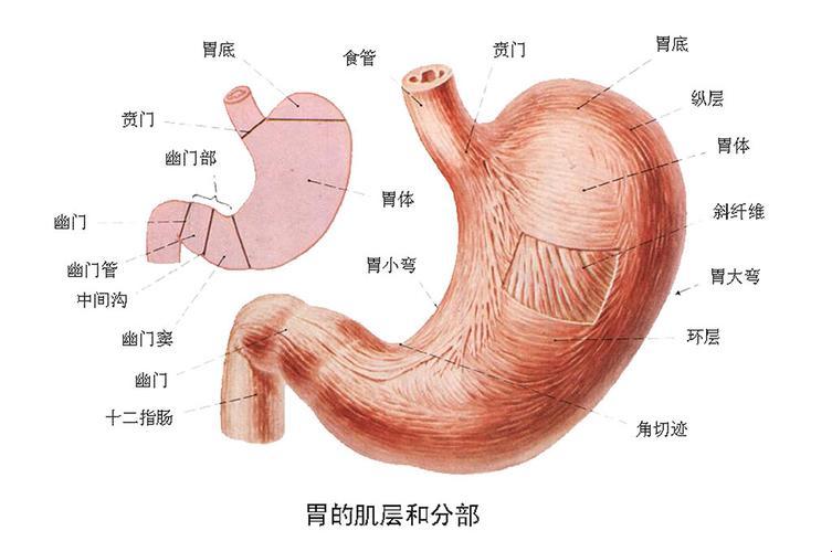 胃窦胃角，探秘人体江湖的神秘角落！