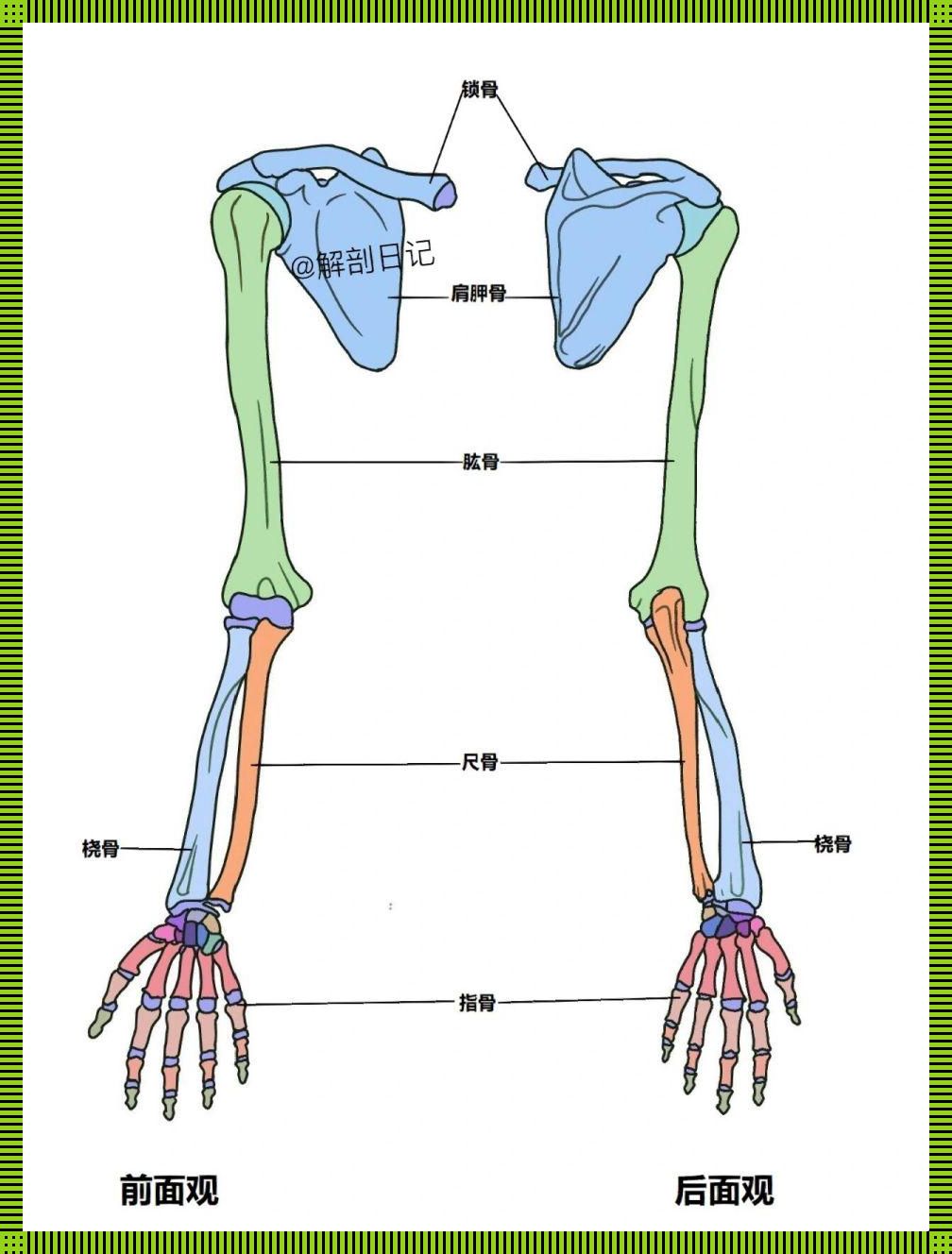 上臂骨骼解剖图：“人体的神秘之翼”