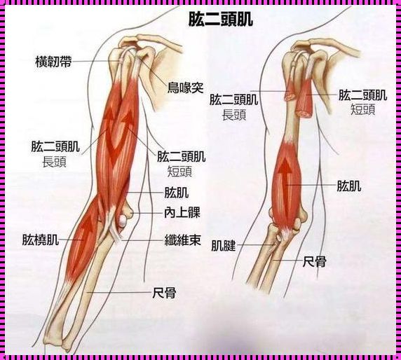 臂肌二头，图解秘境探险