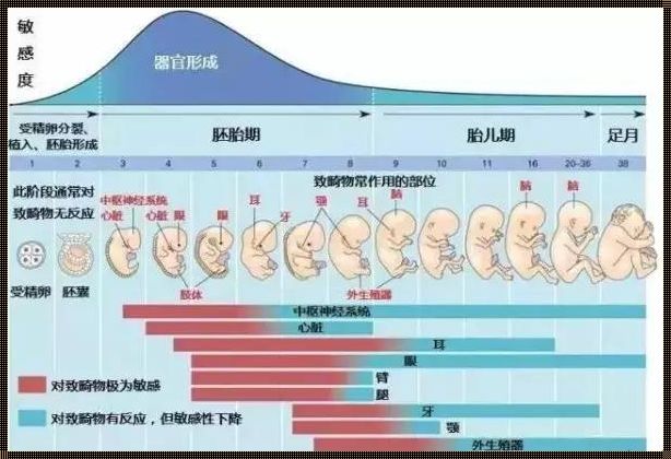 胎儿致畸险境：揭秘“危险周”的幽默反转