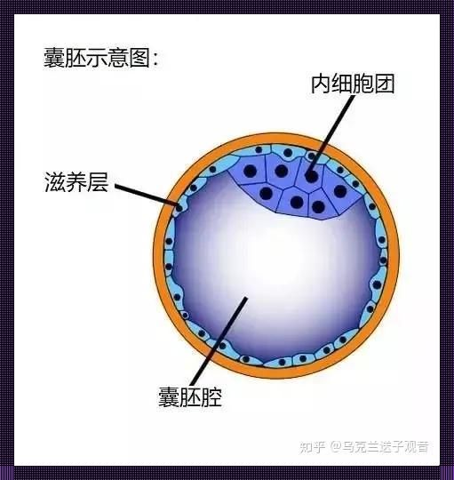 “五细胞胚胎”狂想曲：成功率？笑话！