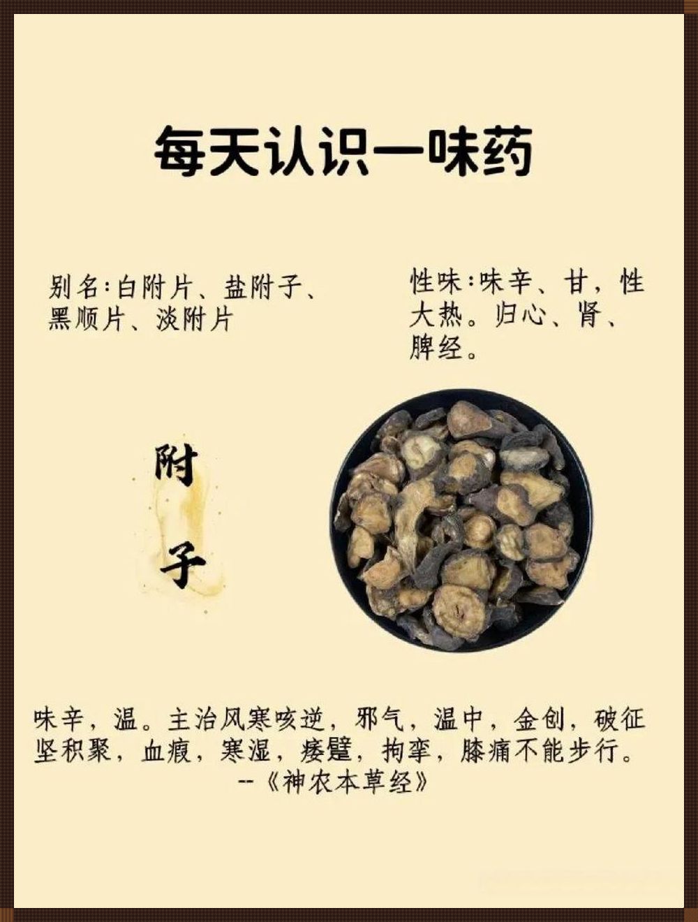 黑附子揭秘：神效与雷区，一网打尽！