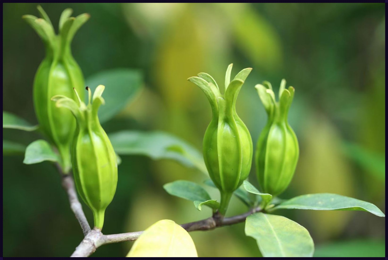 栀子花：豪放派幽默的“捣蛋”精灵