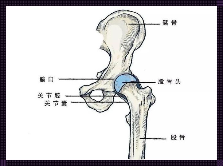 髋关节位置大揭秘，这部位竟然在这里！