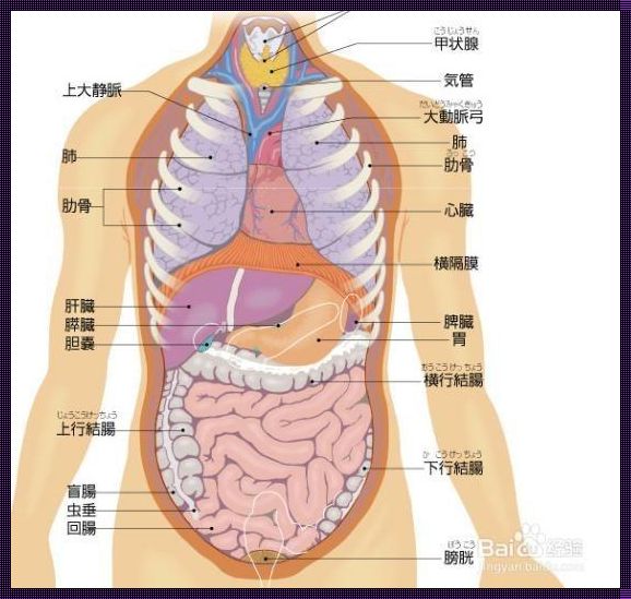 “胸”怀“痛”苦，揭秘那些难以启齿的下方秘密