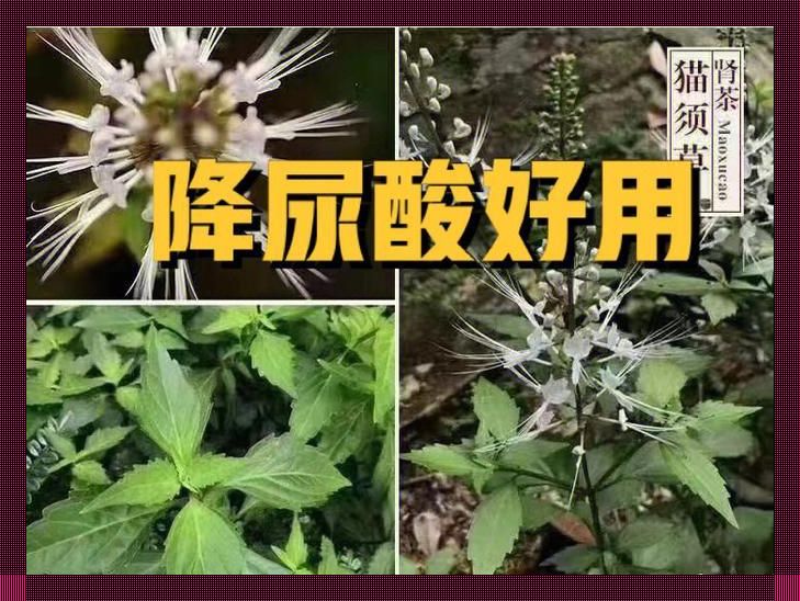 “猫须草禁忌”三人行：幽默版另类解读