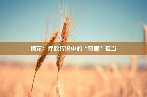 槐花：疗效传说中的“奇葩”担当