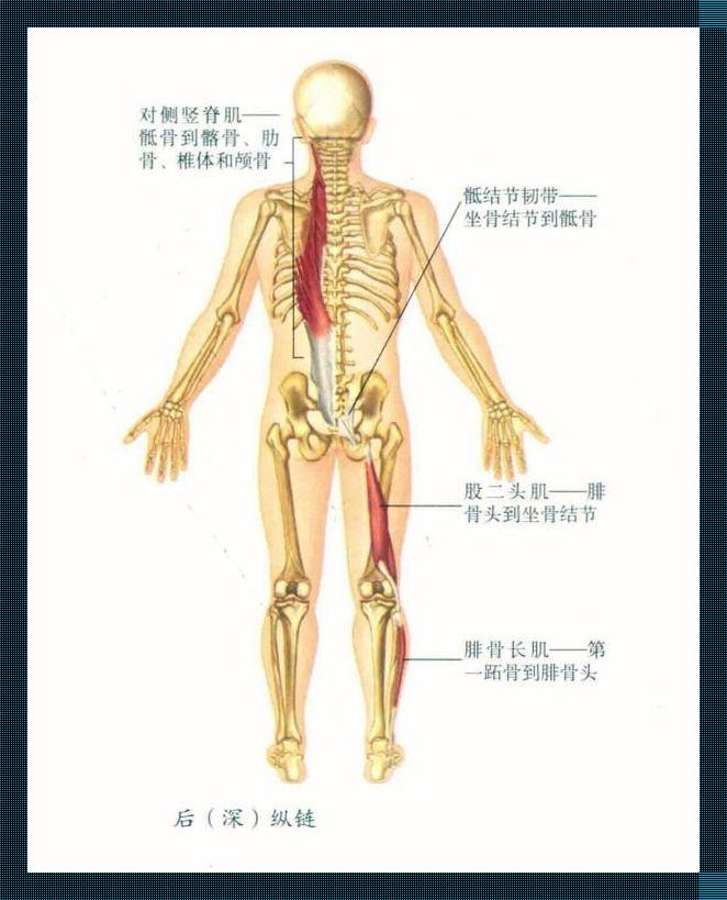 髂骨那点“结”儿，究竟是谁的“节”儿？