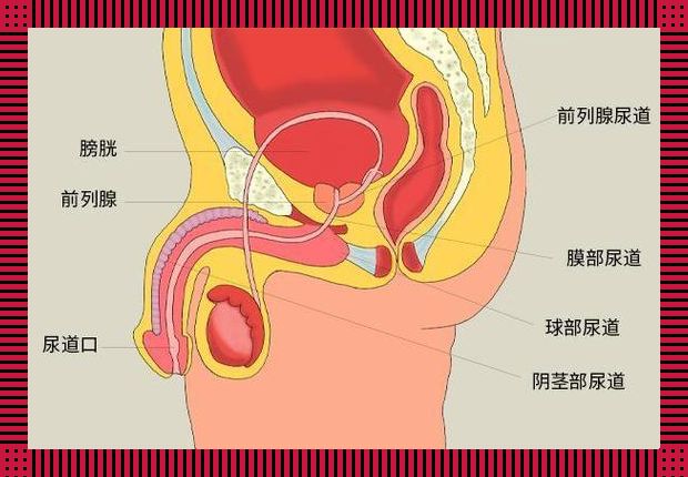 “前列腺”之谜：探寻男子汉的“神秘宝石”