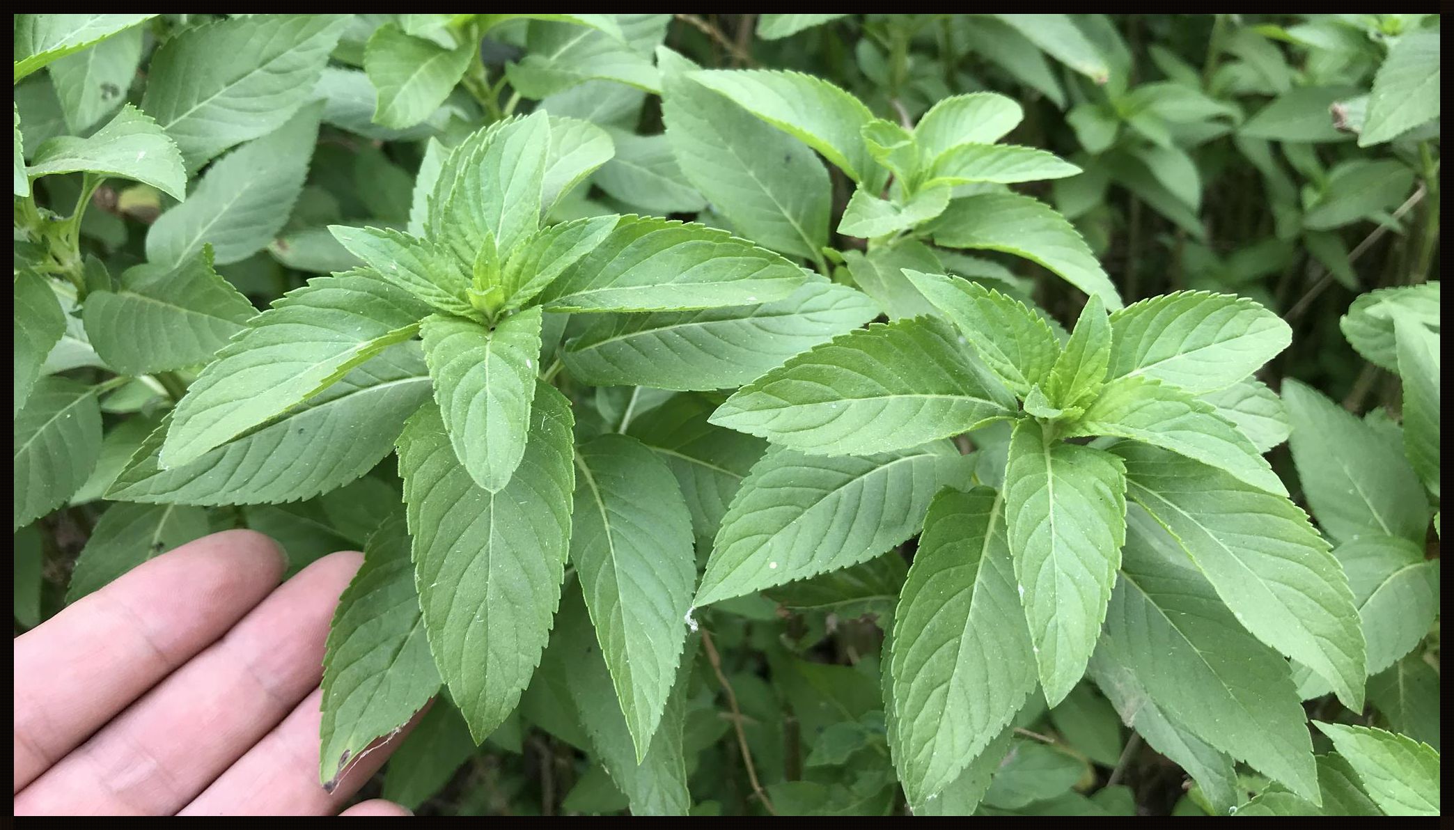 那草儿，薄荷般的调皮