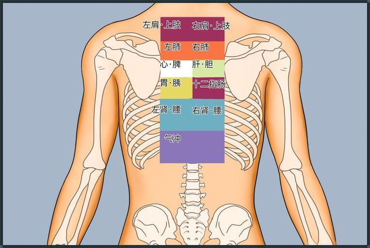背脊上的神秘地图：笑谈七个反射区的诡异位置