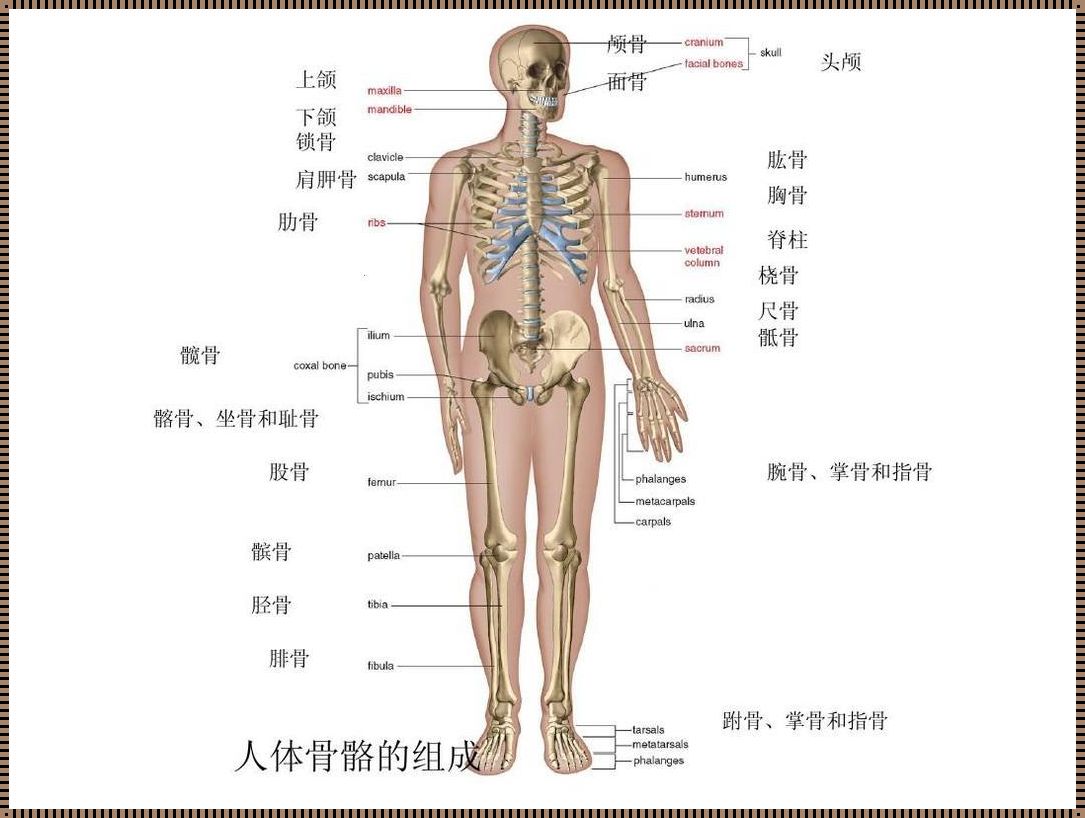 “骨”里挑“刺”：一“构”骨架的幽默解析