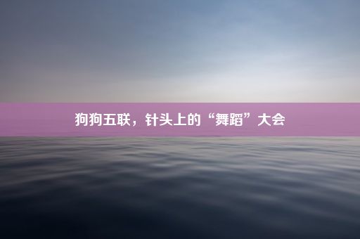 狗狗五联，针头上的“舞蹈”大会