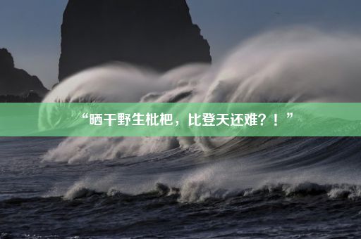 “晒干野生枇杷，比登天还难？！”