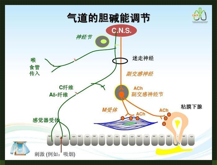 神经鞘磷脂，胆碱藏哪儿了？