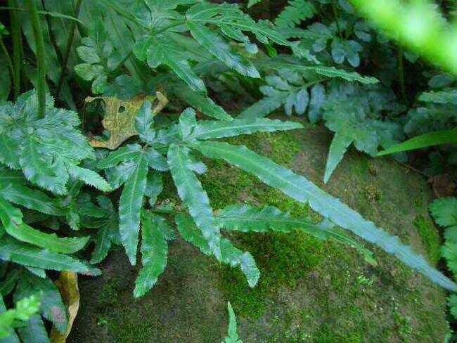 肿瘤克星，神奇草药真的存在？