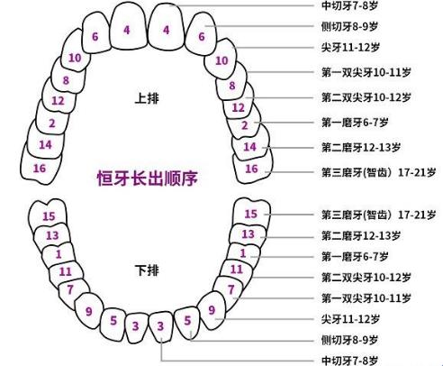 牙齿脱落大作战：看年龄如何排兵布阵