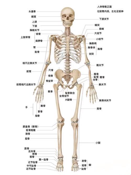 “人体的骨骼，岂止是地图上的坐标？”