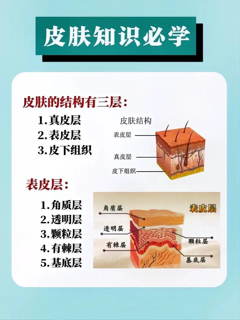 “皮层叠罗汉，你猜有几层？”——表皮层次结构揭秘