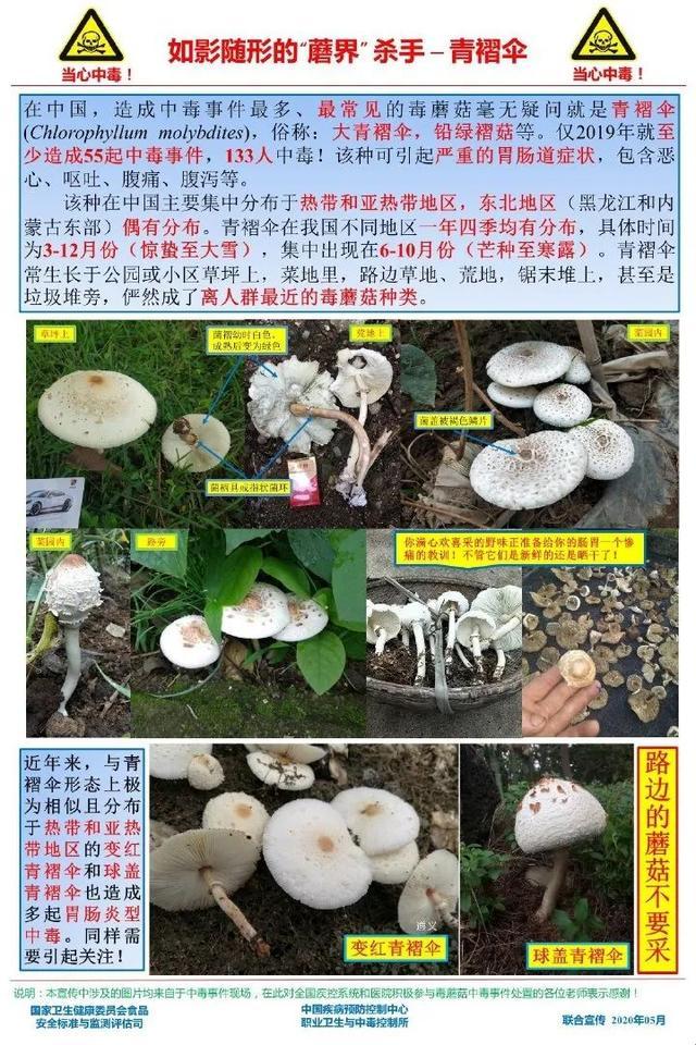 “滑子菇”禁忌与副作用：一场萌新的奇妙冒险