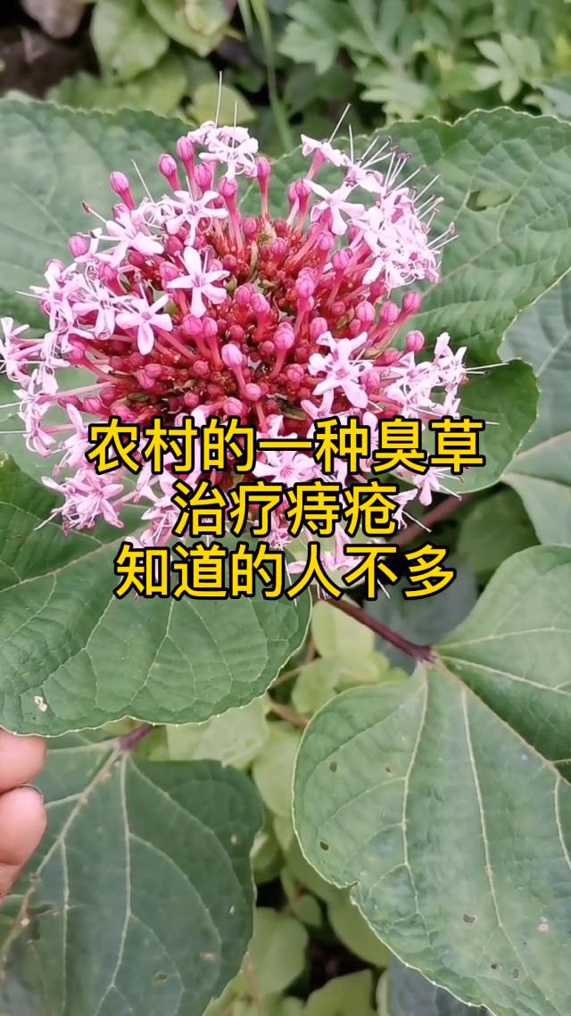 痔疮最怕三种草，你猜是哪三种？