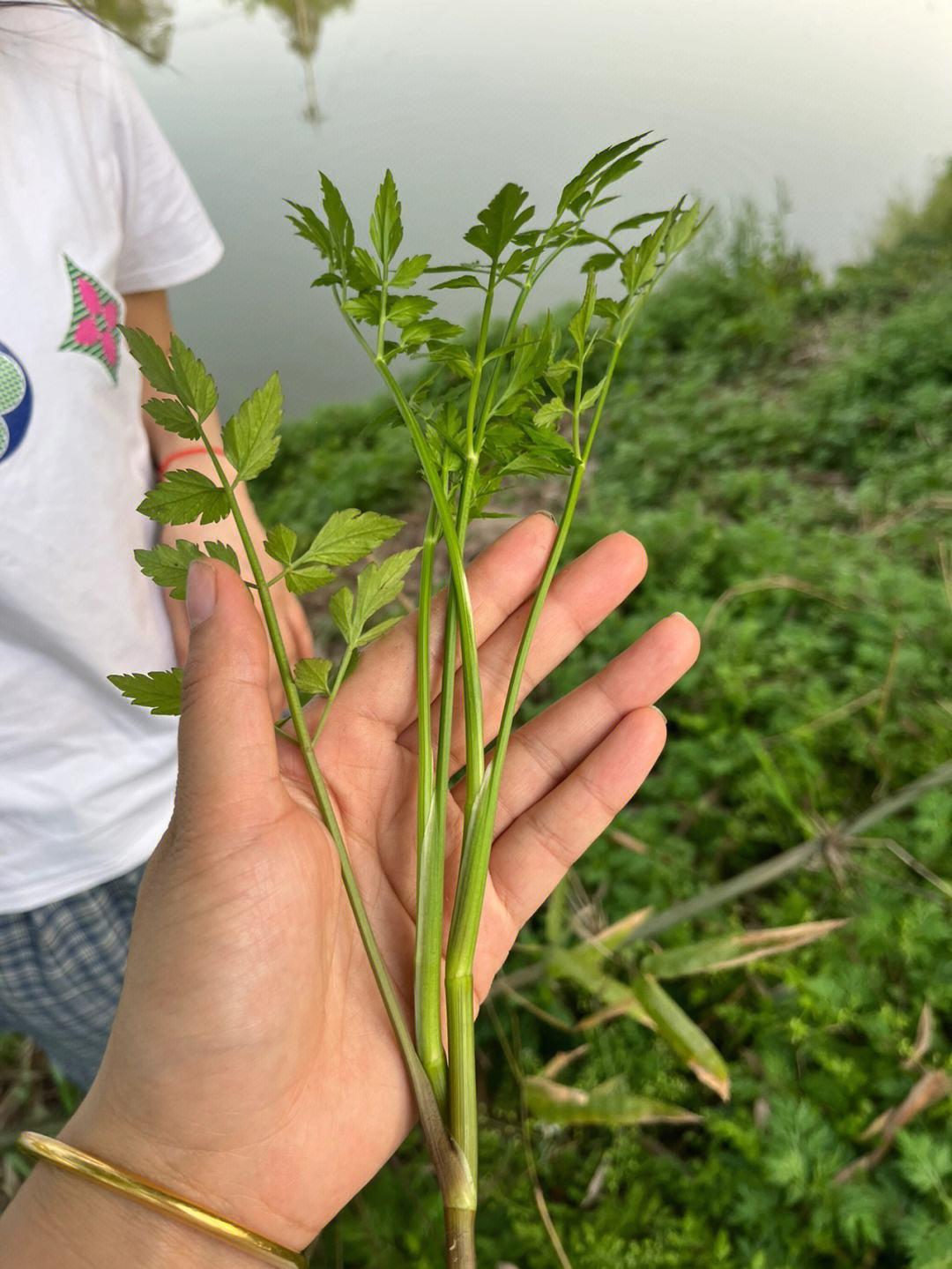 “野芹菜”神效？笑谈中揭秘