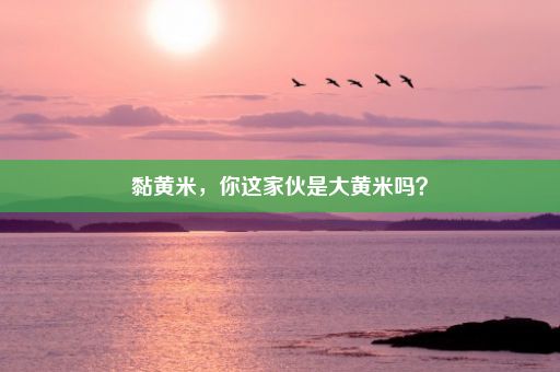 黏黄米，你这家伙是大黄米吗？