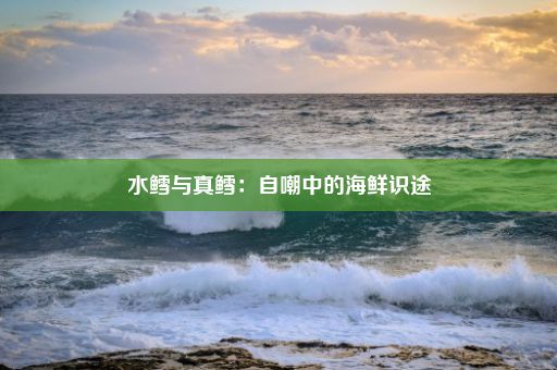 水鳕与真鳕：自嘲中的海鲜识途