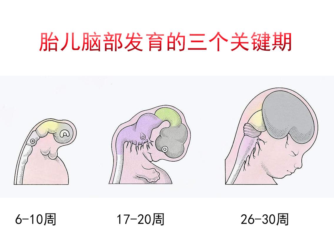 孕几周，大脑发育“飞速期”？笑话，这不是常识！