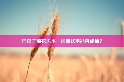 枸杞子菊花泡水，长期饮用能否成仙？