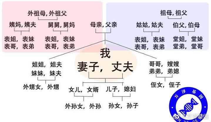 《捣浆糊的称谓学：爷爷的妈妈与孙子的奇妙关系》