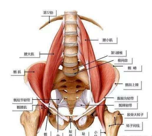 “骨盆周边，肌肉群的狂野画卷！”