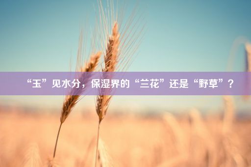 “玉”见水分，保湿界的“兰花”还是“野草”？