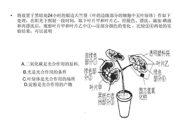 女性领域的奇葩探索：笑掉大牙的忘忧草实验