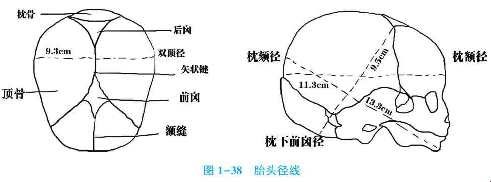 胎头最短的径线？笑谈“头顶大事”的奥秘！