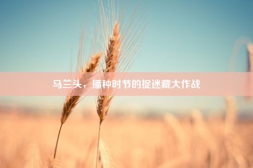 马兰头，播种时节的捉迷藏大作战